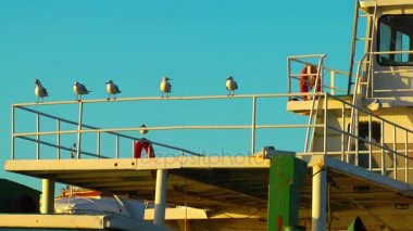 Uçan hayvan kuş martılar