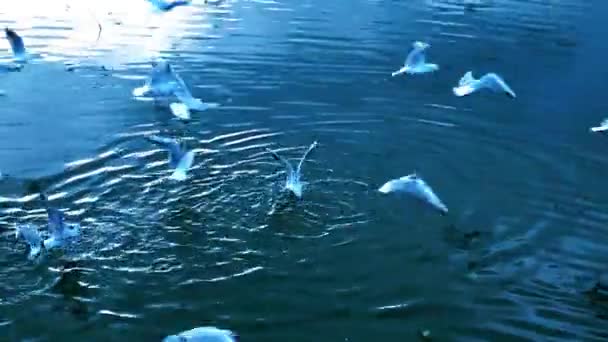 Animal pájaro gaviotas volando — Vídeos de Stock