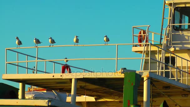 Zwierzęta Ptak Seagulls latania — Wideo stockowe