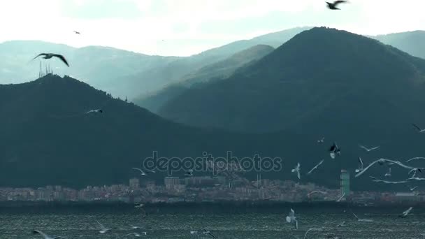 Animal pájaro gaviotas volando — Vídeo de stock