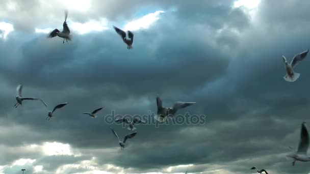 Animal pájaro gaviotas volando — Vídeo de stock