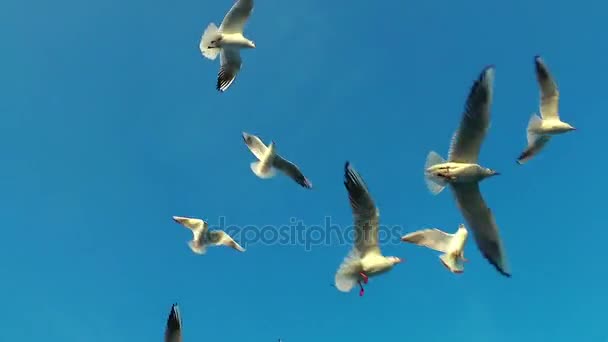 Animal pájaro gaviotas volando — Vídeo de stock