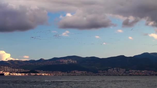 Животные птицы летают чайками — стоковое видео
