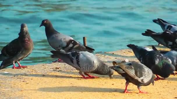 Pombos Pombos Pássaro voador Animal — Vídeo de Stock