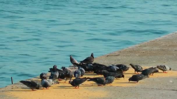 Galambok galambok madár repül állat — Stock videók