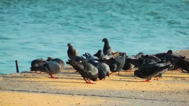 비둘기 비둘기 새 비행 동물 — 비디오