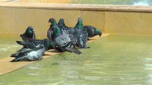 Pigeons Colombes Oiseau Volant Animal — Video