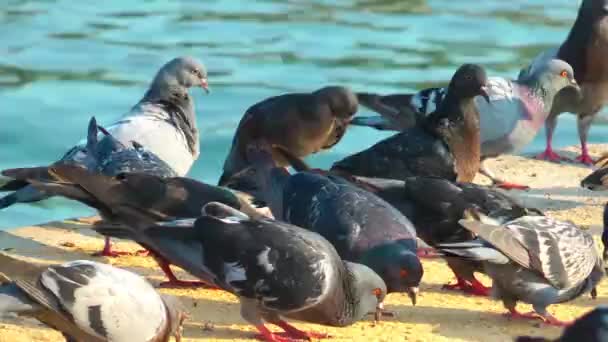 Pigeons Colombes Oiseau Volant Animal — Video