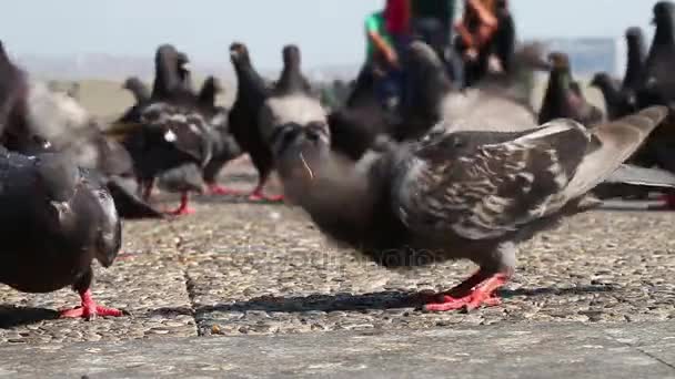 Güvercinler güvercinler kuş uçan hayvan — Stok video