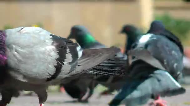 Pigeons Doves Bird Flying Animal — Stock Video