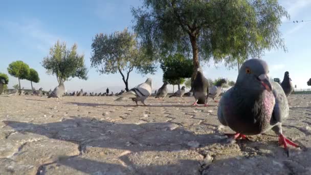 Holubi holubice pták létající zvíře — Stock video