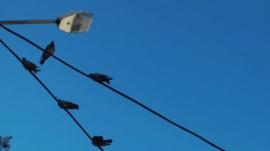 Güvercinler güvercinler kuş uçan hayvan