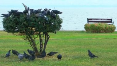 Güvercinler güvercinler kuş uçan hayvan