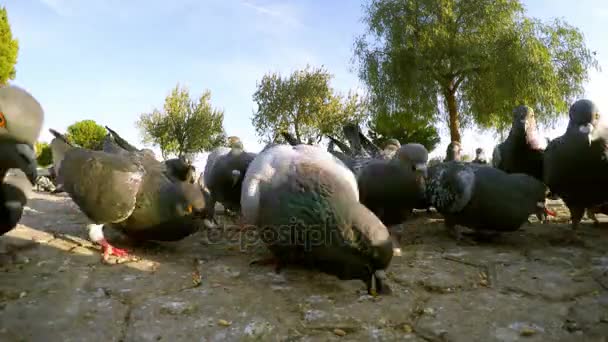 Pigeons Doves Bird Flying Animal — Stock Video