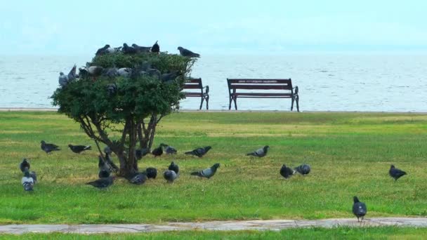 Tauben Tauben Vögel fliegendes Tier — Stockvideo