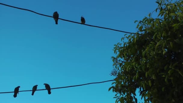 Gołębi gołębie ptak latający zwierzęta — Wideo stockowe