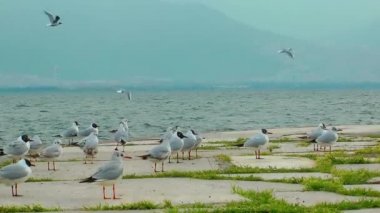 Seabird martılar ve hayvan uçan güvercinler