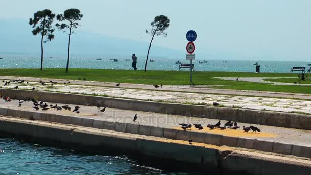 Θαλασσοπούλια γλάροι και τα περιστέρια που φέρουν ζώο — Αρχείο Βίντεο