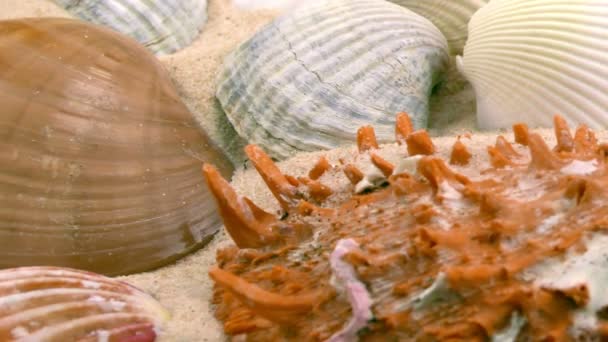 Muscheln und Sand — Stockvideo