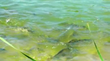 Göl su balıkların