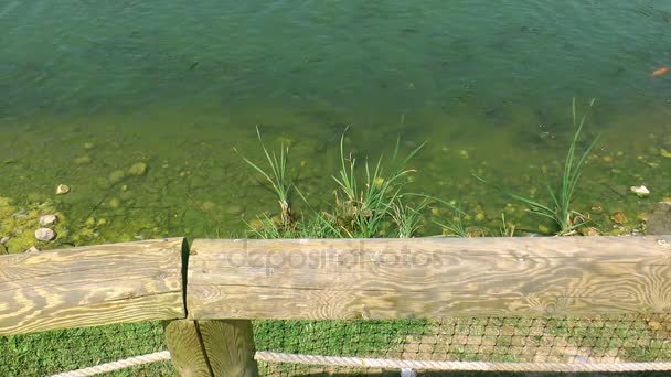 Peixes na água do lago — Vídeo de Stock