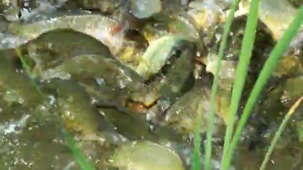 Poissons dans l'eau du lac 