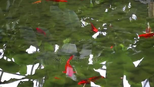 Ryby w wodzie jeziora — Wideo stockowe