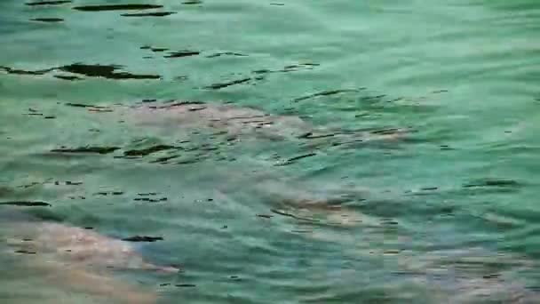 Poissons dans l'eau du lac — Video