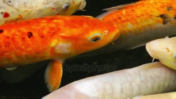 Poissons dans l'eau du lac 