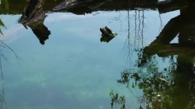 Yaban hayatı doğa kaplumbağaları sürüngen