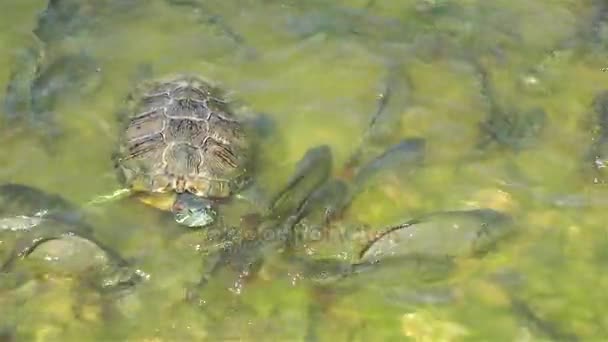 A természetben vadon élő teknősök hüllő — Stock videók