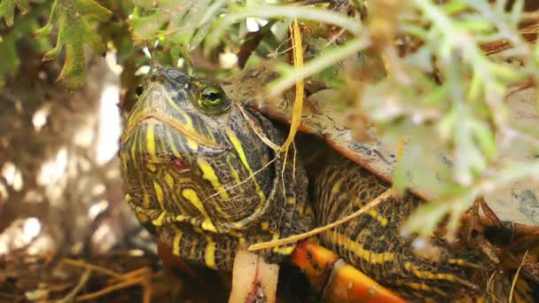 Tartarugas répteis na vida selvagem Natureza — Vídeo de Stock