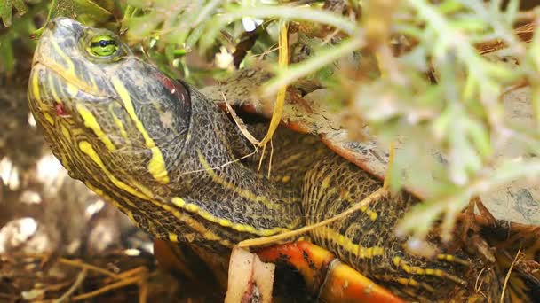 Tortugas Reptiles en la Vida Silvestre Naturaleza — Vídeo de stock