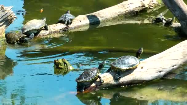 Tortugas Reptiles en la Vida Silvestre Naturaleza — Vídeo de stock