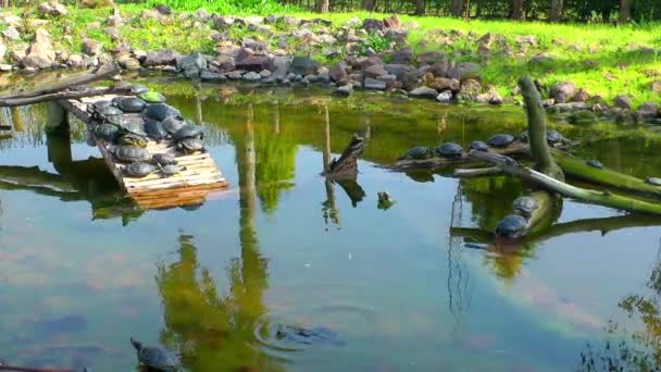 Χελώνες ερπετό στη φύση άγρια ζωή — Αρχείο Βίντεο