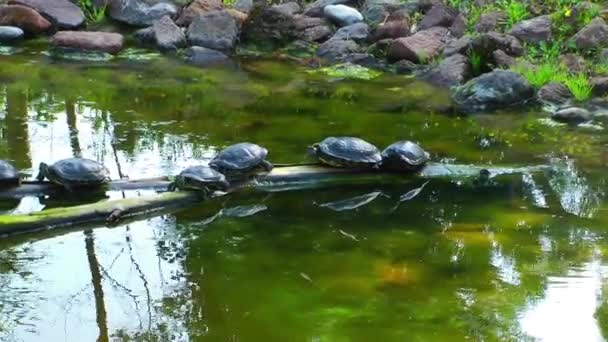 Χελώνες ερπετό στη φύση άγρια ζωή — Αρχείο Βίντεο
