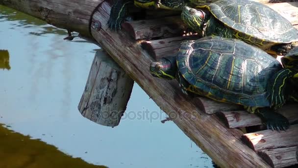 Tartarugas répteis na vida selvagem Natureza — Vídeo de Stock