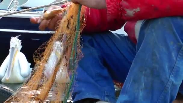 Fisherman Repairs Fishnet Fishing Lines — Stock Video