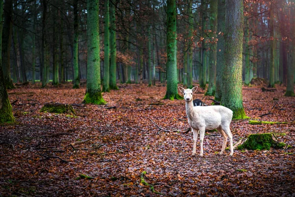 Deer in Wild Forest