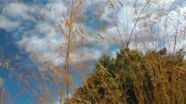 Schilfpflanze in der Natur — Stockvideo