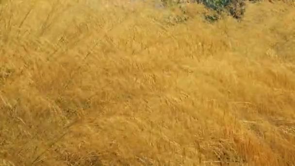 Reeds planta na natureza — Vídeo de Stock