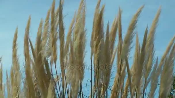 Тростниковые растения в природе — стоковое видео
