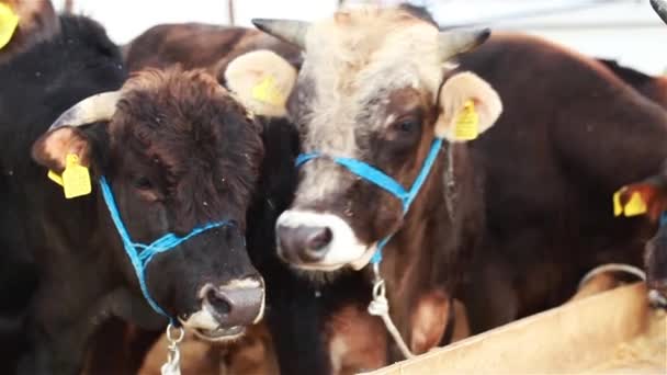 Toro y vaca Granja Mamífero Animal — Vídeo de stock