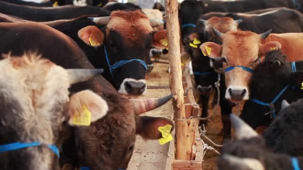 Bovinos e vacas Bovinos Mamíferos Animais — Vídeo de Stock