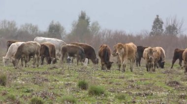 Boğa, inek memeli hayvan