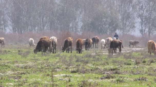 Mammifère de ferme taureau et vache 