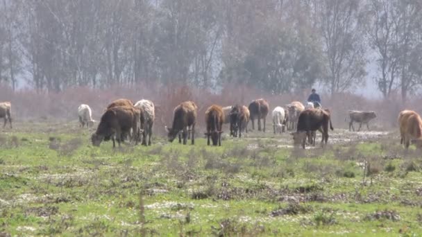 Tjur och Ko gård däggdjur djur — Stockvideo