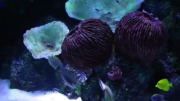 Pesci avventura blu in acquario — Video Stock