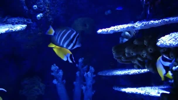 Poissons d'aventure bleu dans l'aquarium — Video