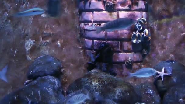 Modrá dobrodružství ryby v akváriu — Stock video